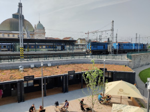 Rozchodníkové rohože jsou také na střeše kontejnerů u Paluby Hamburk