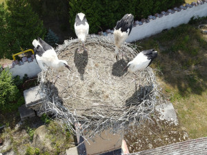 Do náhradních hnízd se záchranářům podařilo úspěšně adoptovat šest osiřelých čapích mláďat