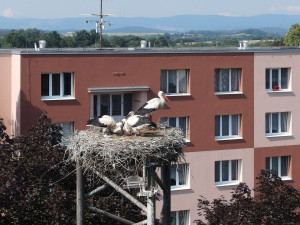 Do náhradních hnízd se záchranářům podařilo úspěšně adoptovat šest osiřelých čapích mláďat
