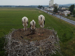 Hnízdo v Boru U Tachova. Adoptované mládě první zprava