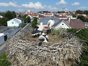 Čapí hnízdo s výhledem na Domažlice