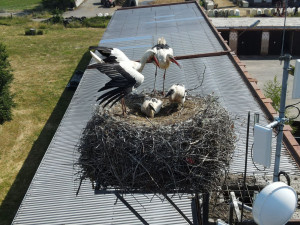 Toto hnízdo je v Draženově