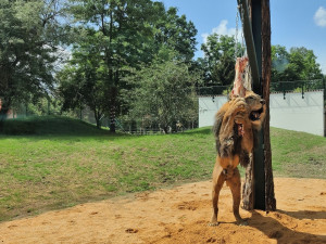 FOTO: Zoologická zahrada po 20 letech přebudovala výběh pro lvy berberské, mají více prostoru