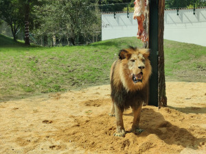 Zoologická zahrada po 20 letech přebudovala výběh pro lvy berberské, mají více prostoru