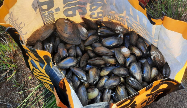 Cizinky vylovily z Boleváku několik stovek měkkýšů a cpaly je do igelitek, před policií se ženy pokusily uplavat