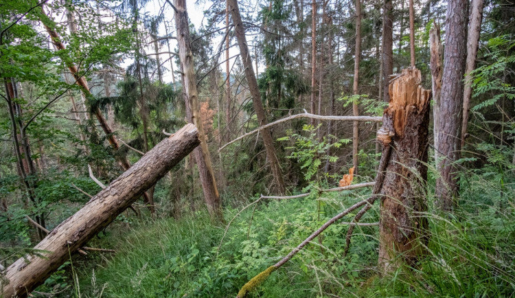 Kvůli stovkám nebezpečných a suchých stromů uzavřel Národní park Šumava část trasy k Předním Paštím