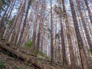 foto: Štěpán Rosenkranz