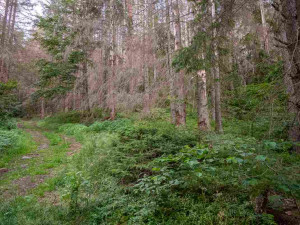 foto: Štěpán Rosenkranz