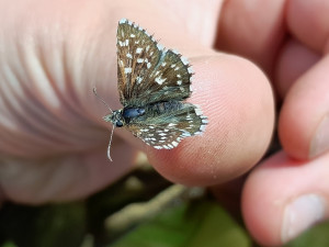 soumračník jahodníkový ZB