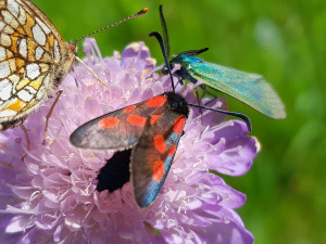 vřetenuška pětitečná, zelenáček, šťovíkový, hnědásek rozrazilový