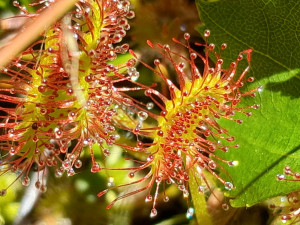 rosnatka okrouhlolistá