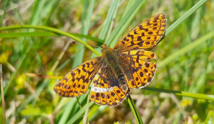 perleťovec severní