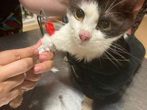 V otřesných podmínkách živořily desítky psů, díky spolkům na ochranu zvířat mají naději na normální domov