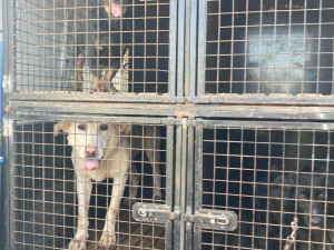 V otřesných podmínkách živořily desítky psů, díky spolkům na ochranu zvířat mají naději na normální domov