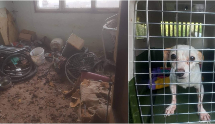 V otřesných podmínkách živořily desítky psů, díky spolkům na ochranu zvířat mají naději na normální život