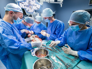 Studenti medicíny mají jedinečnou možnost vyzkoušet si své dovednosti v praxi, operují prasata domácí