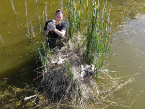 Mláďata dravců dostala kroužky