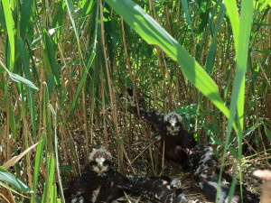 Patnáct mláďat dravců dostalo na záda speciální miniaturní vysílačky, budou sledovat každý jejich pohyb
