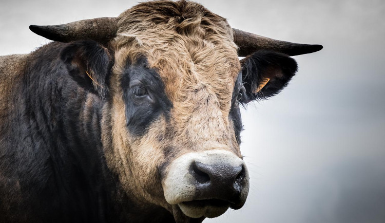 Neznámí pachatelé riskovali vlastní životy, když z pastviny kradli plemenného býka o váze 1000 kg