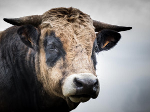 Neznámí pachatelé riskovali vlastní životy, když z pastviny kradli plemenného býka o váze 1000 kg