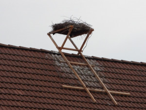 Čápi teď hnízdí na provizorním hnízdě