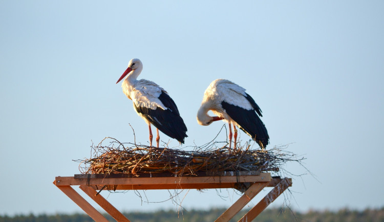 Čápi teď hnízdí na provizorním hnízdě