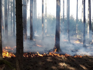 Požár lesa u obce Blížejov na Domažlicku