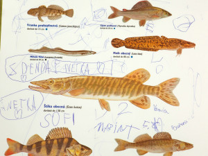 Zoo se potýká s nevychovanými návštěvníky, čmárají po cedulích i vytrhávají květiny