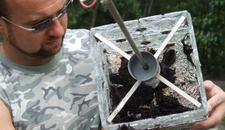 Tisíce netopýrů vzaly opět útokem Plzeň. Pozor při večerním větrání, umí totálně zdevastovat byty i domy