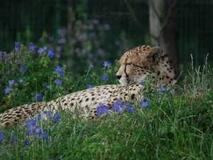 Zoologická zahrada přišla o gepardího samce, dlouhodobě bojoval s nádorovým onemocněním