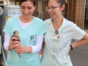 Když je potřeba, zachrání zdravotníci i životy dvou mláďat poštolky, která vypadla ze stejného hnízda