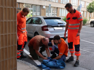 Když je potřeba, zachrání zdravotníci i životy dvou mláďat poštolky, která vypadla ze stejného hnízda