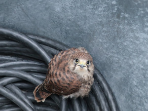 Z této plechové pasti se nedokázalo mládě dostat a pomoci mu nemohli ani jeho rodiče