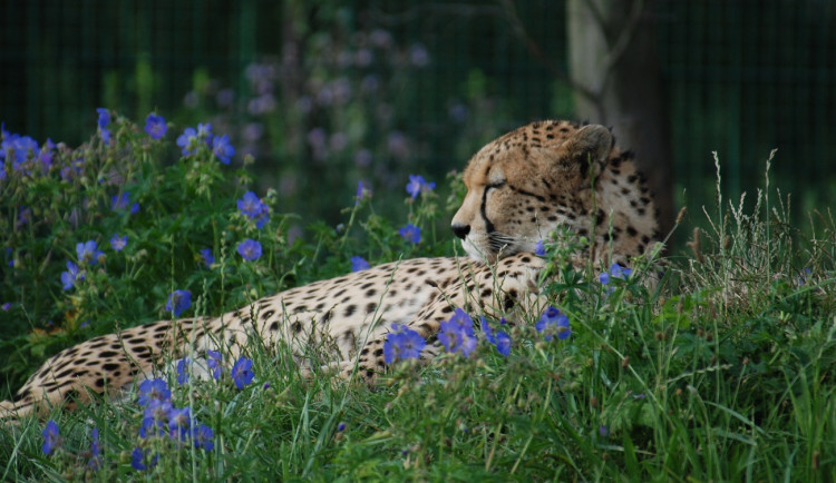 Zoologická zahrada přišla o gepardího samce, potýkal se s nádorovým onemocněním