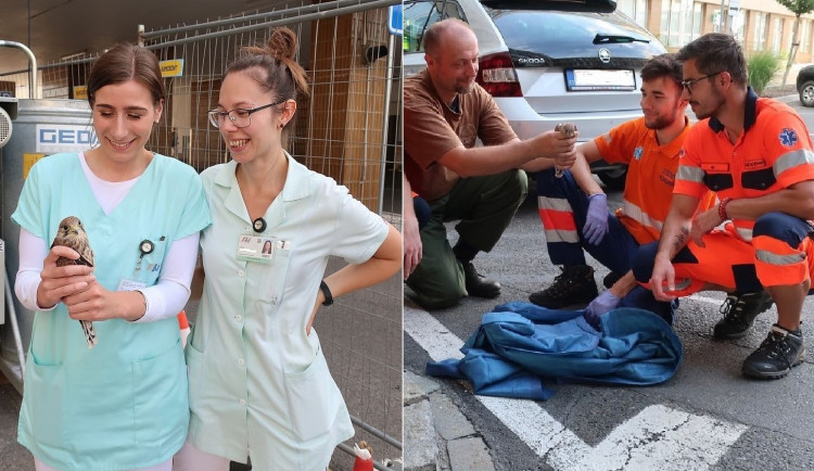 Když je potřeba, zachrání zdravotníci i životy dvou mláďat poštolky, která vypadla ze stejného hnízda