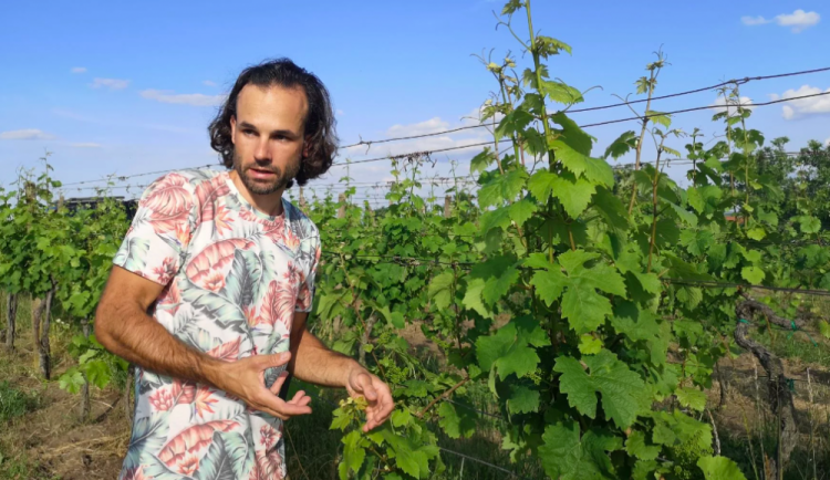 size4-size4-16593554909862-239-vino-jde-i-bez-pesticidu-kdyz-strikaji-tak-sirou-preslickou-nebo-kypricim-praskem