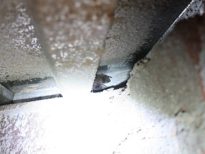 Netopýři neušetřili ani magistrát a obsadili jednu kancelář, výstraha před nimi stále trvá