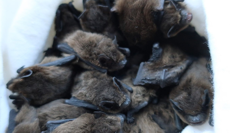 Tato netopýří banda se usadila v jedné magistrátní kanceláři