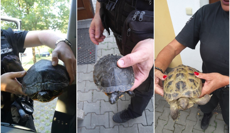 Želví invaze stále neutuchá, strážníci přijali do útulku další zatoulané plazy