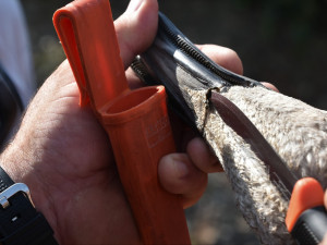 Labutí mládě se zamotalo do rybářského vlasce, pomohli mu zvířecí záchranáři a obětaví dobrovolníci