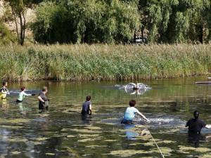 Labutí mládě se zamotalo do rybářského vlasce, pomohli mu zvířecí záchranáři a obětaví dobrovolníci