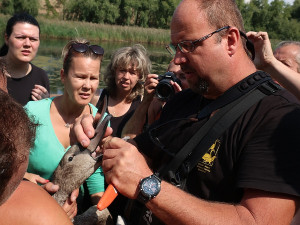 Labutí mládě se zamotalo do rybářského vlasce, pomohli mu zvířecí záchranáři a obětaví dobrovolníci