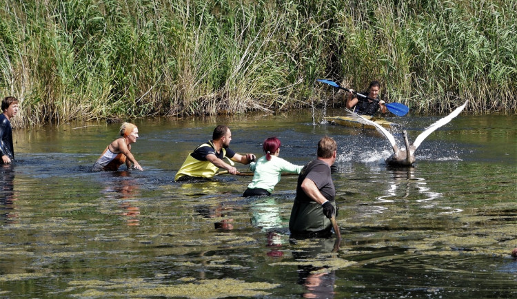 Labutí mládě se zamotalo do rybářského vlasce, pomohli mu zvířecí záchranáři a obětaví dobrovolníci