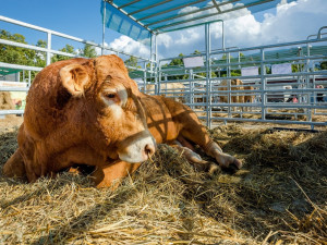 Vyhrajte vstupenky na agrosalon Země živitelka. Výstava začíná už 25. srpna