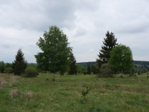 Na těchto pláních u Padrťských rybníků se budou sázet ovocné stromy