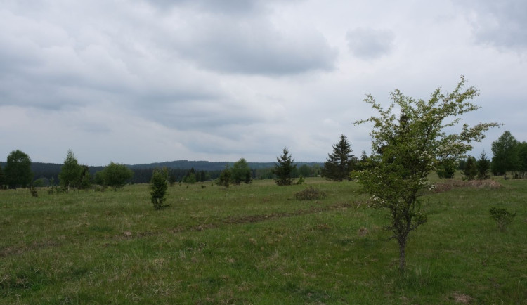 Na těchto pláních u Padrťských rybníků se budou sázet ovocné stromy