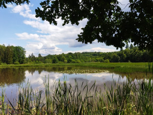 Zhruba hektarový rybník v oblasti zaniklé obce Kokoty se dočká obnovy