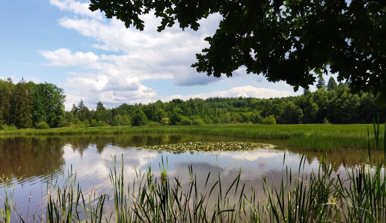 Již obnovené Kokotské rybníky