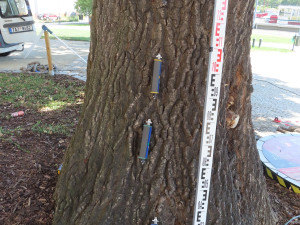 Kácet se zatím nebude mohutný dub před vstupem do muzea. Prošel zátěžovými testy na příští tři roky