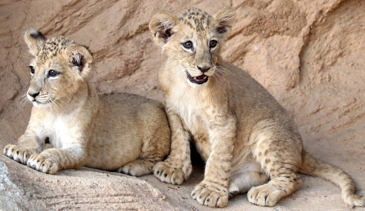 Plzeňská lvíčata už dostala svá jména, brzy se také poprvé podívají do zmodernizovaného výběhu